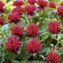 'Fireball'  Bee Balm