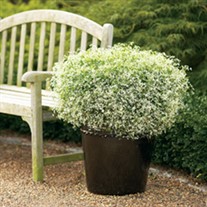 'Diamond Frost' PW or 'Hip Hop'