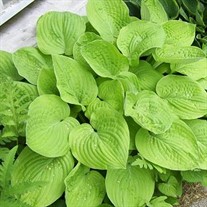 Hosta 'August Moon' 
