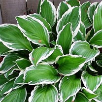 Albo Marginata Hosta