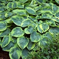 tokudama 'Flavo Circinalis' 