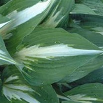 'Night Before Christmas'