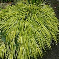 Hakonechloa Golden Japanese Forest Grass