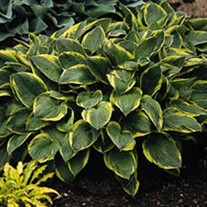 f. 'Aureo Marginata'