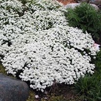 Candytuft
