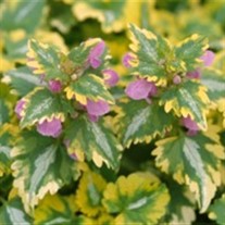 'Anne Greenaway' Spotted Dead Nettle