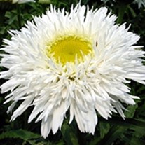 'Aglaia' Fringed Daisy