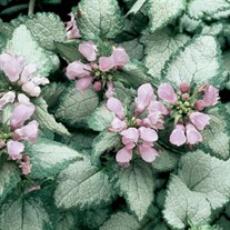 Spotted Dead Nettle 'Beacon Silver'