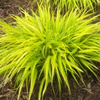 'All Gold' Hakonechloa