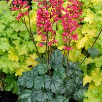 'Paris'  Coral Bells
