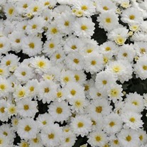 White Garden Mum