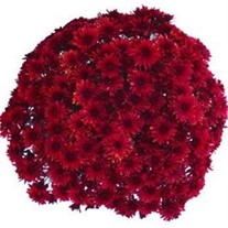Red Garden Mum