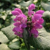 'Purple Dragon' Spotted Dead Nettle