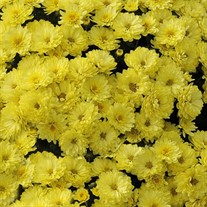 'Yellow' Mum