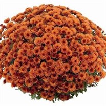 Orange Garden Mum  (Bronze)