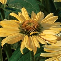 'Aloha'  Coneflower