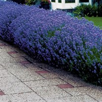 English Lavender