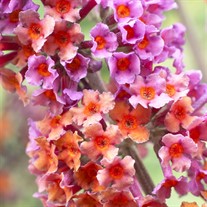 'Bicolor' Butterfly Bush