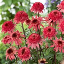 'Raspberry Truffle' Coneflower