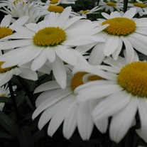 'Snowcap' Shasta Daisy's