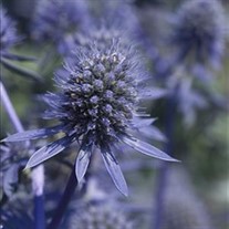 'Blue Glitter'  Sea Holly
