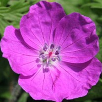 'New Hampshire Purple'  Hardy Geranium