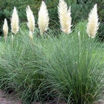 Pampas Grass 