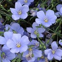 Flax 'Nanum Sapphire'