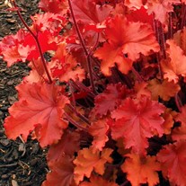 'Peach Crisp'  Coral Bells