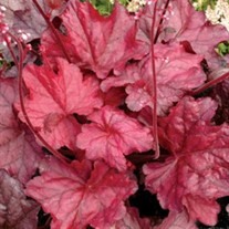 'Fire Chief' Coral Bells