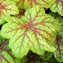 'Electra' Coral Bells