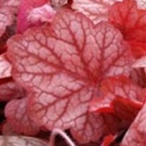 'Georgia Peach'  Coral Bells