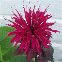 'Raspberry Wine' Bee Balm