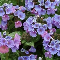 'Trevi Fountain' Lungwort