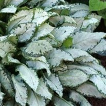 'Moonshine' Lungwort