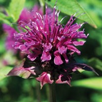 Blue Stocking Bee Balm