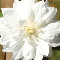 'Duchess of Edinburgh'  Clematis Vine