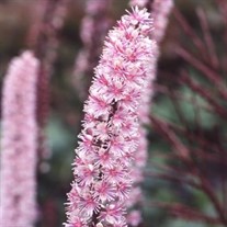 'Pink Spike'  Bugbane