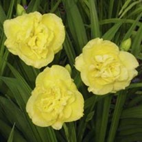 'Yellow Submarine'   Double Daylily