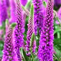 'Purpleicious' Veronica