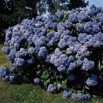 'Nikko Blue' 