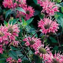 'Marshall's Delight' Bee Balm