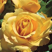 'Julia Child™'  Rose
