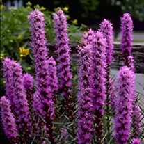 Liatris Floristan Violet