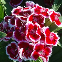 'Red Picotte'  Hardy Sweet William