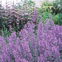 Catnip 'Walker's Low'