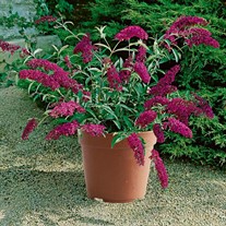 Buzz™ 'Magenta' Buddleja 