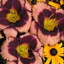 'Daring Deception' Daylily