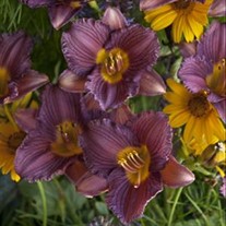 'Purple De Oro' Daylily