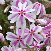 Creeping Phlox 'Candy Stripe'